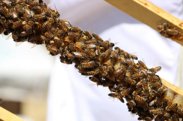 زنبور عسل ملکه اردبیل