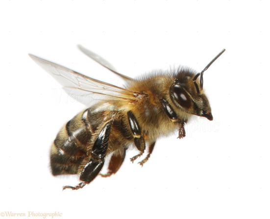 زنبور عسل ملکه لارو